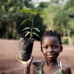 Un arbre au Sénégal